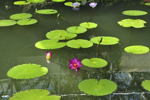 Waterlilies