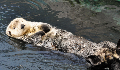 Sea Otter