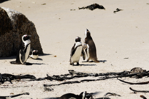 African Penguins