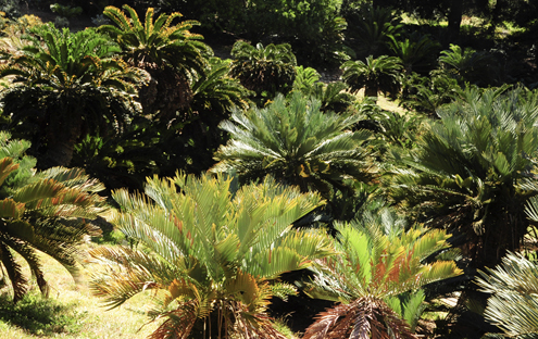 Cycads
