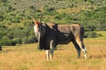Eland