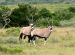Gemsbok