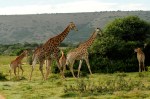 Giraffes