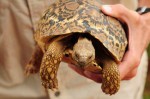Tortoise